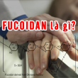 Fucoidan là gì? Những điều cần biết về thuốc trị ung thư fucoidan
